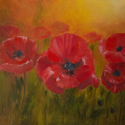 Poppies at dawn